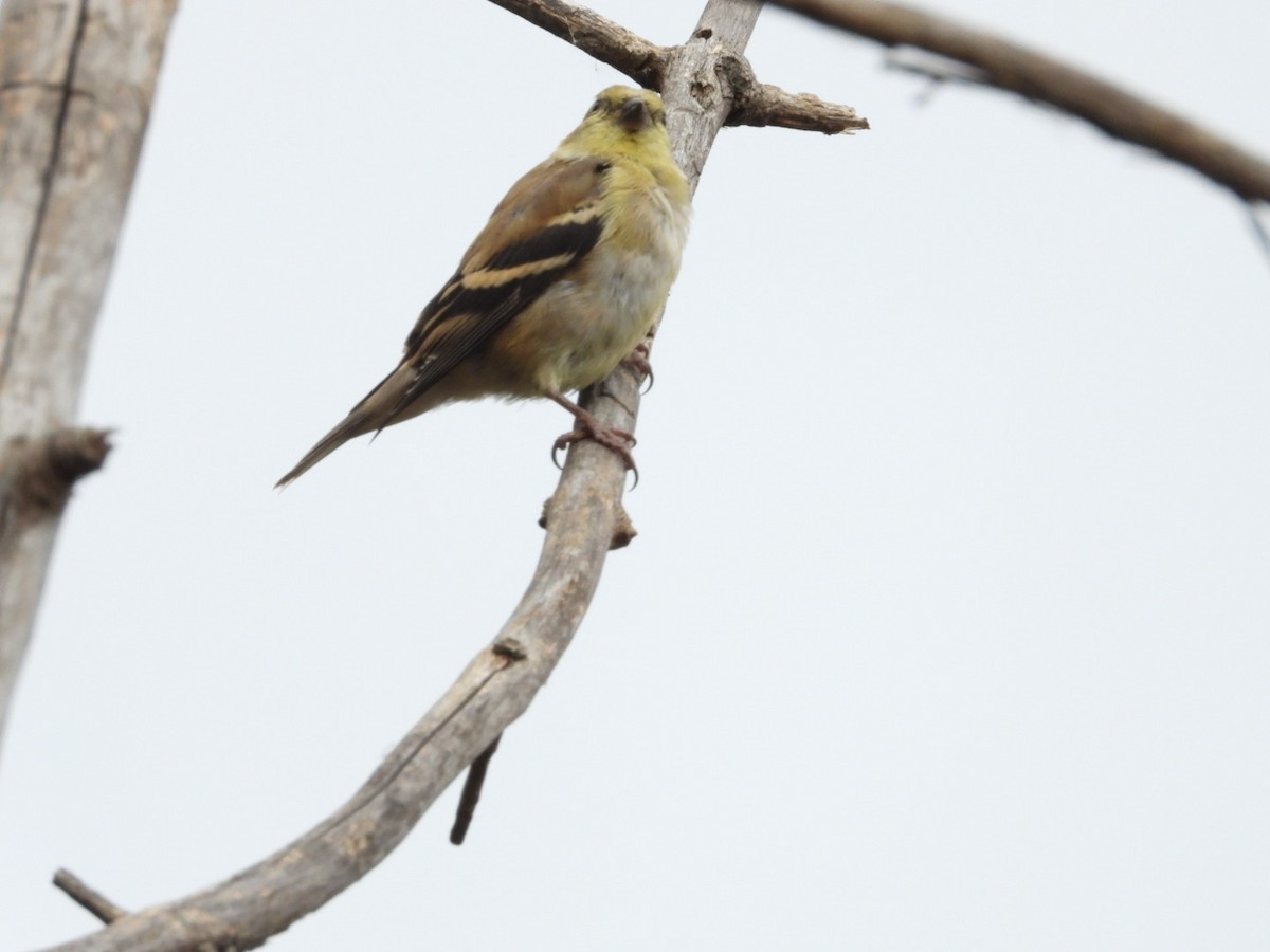 American Goldfinch - ML643656003
