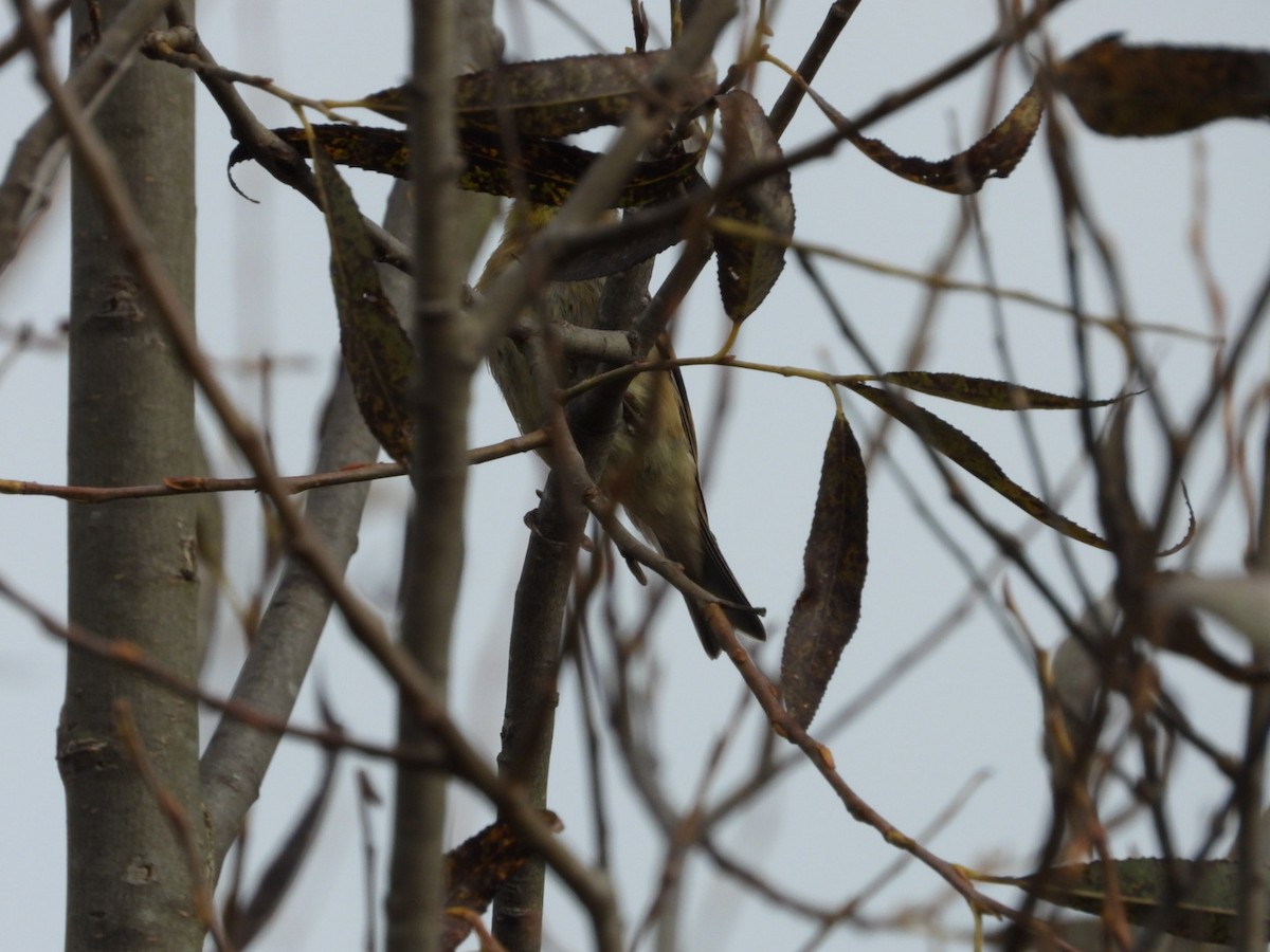 American Goldfinch - ML643656004