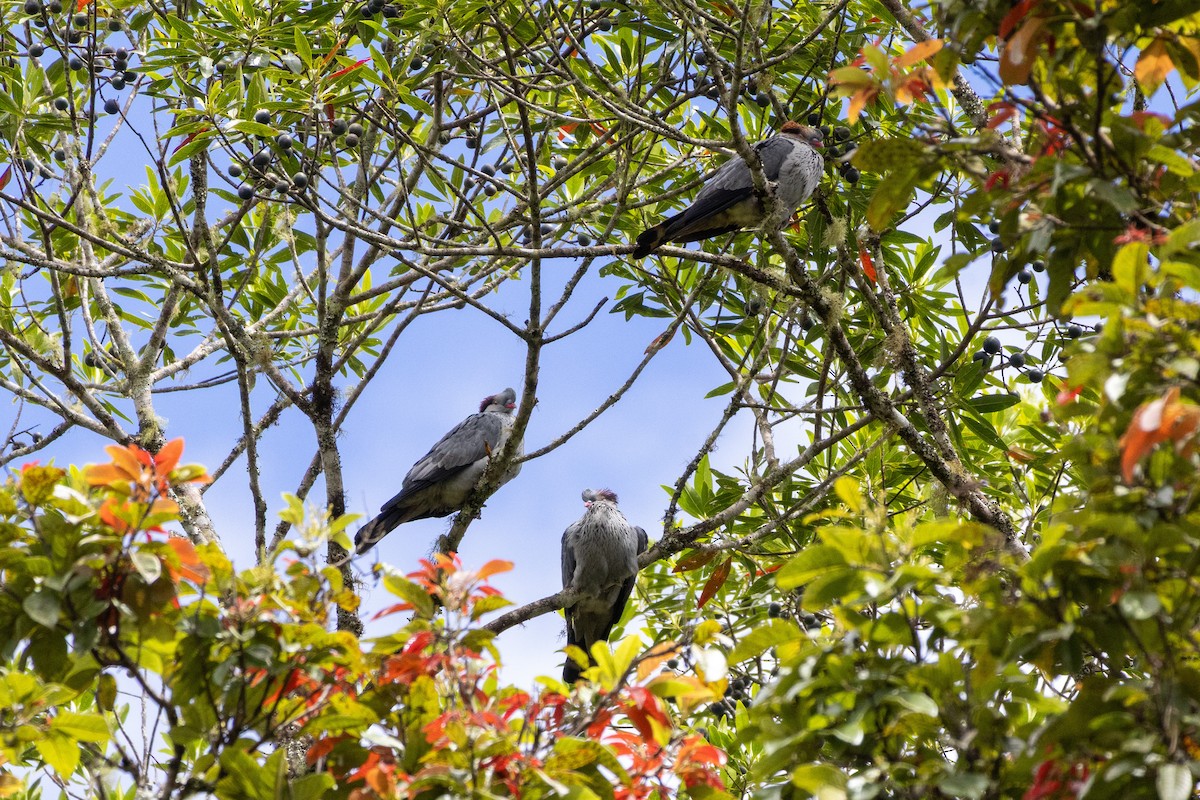 Topknot Pigeon - ML643656032