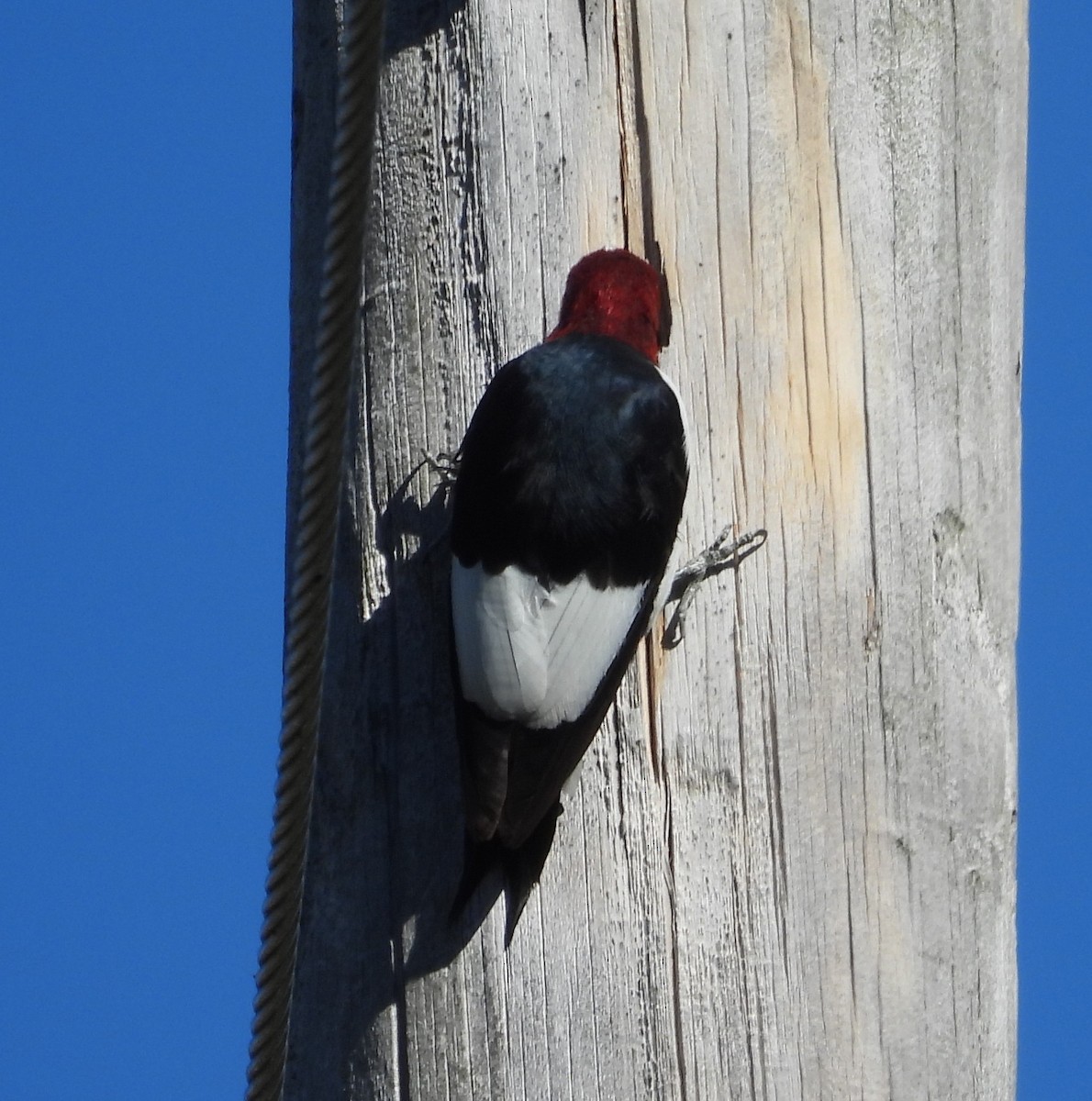 Red-headed Woodpecker - ML643656043