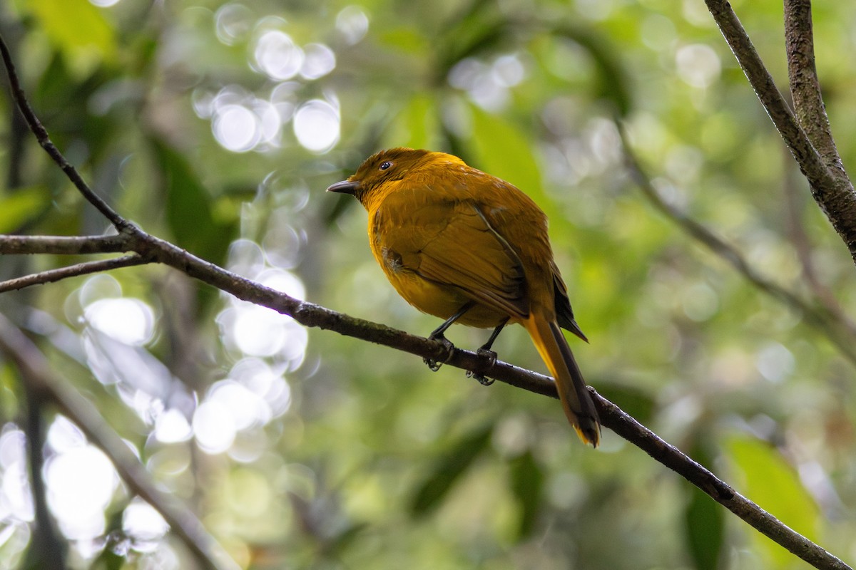 Golden Bowerbird - ML643656069