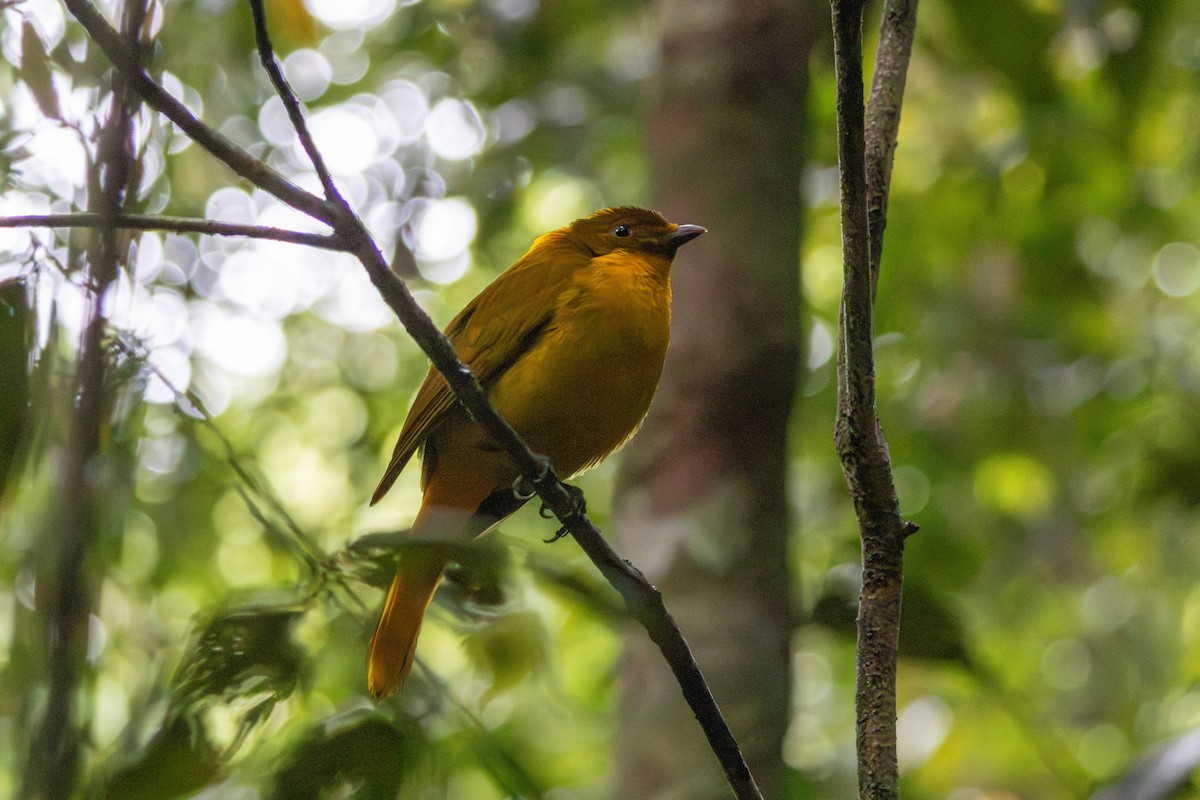 Golden Bowerbird - ML643656070