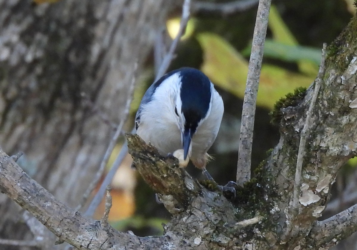 White-breasted Nuthatch - ML643656081