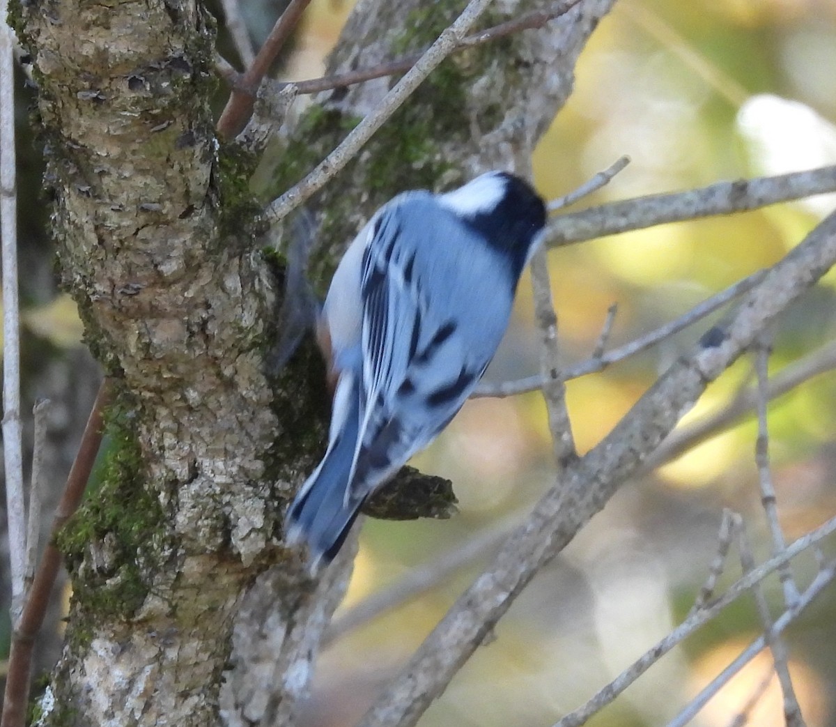 White-breasted Nuthatch - ML643656083