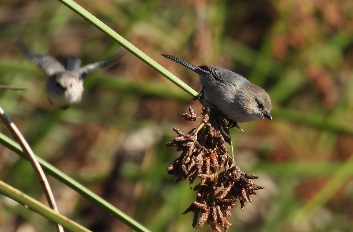 Bushtit - ML643656084
