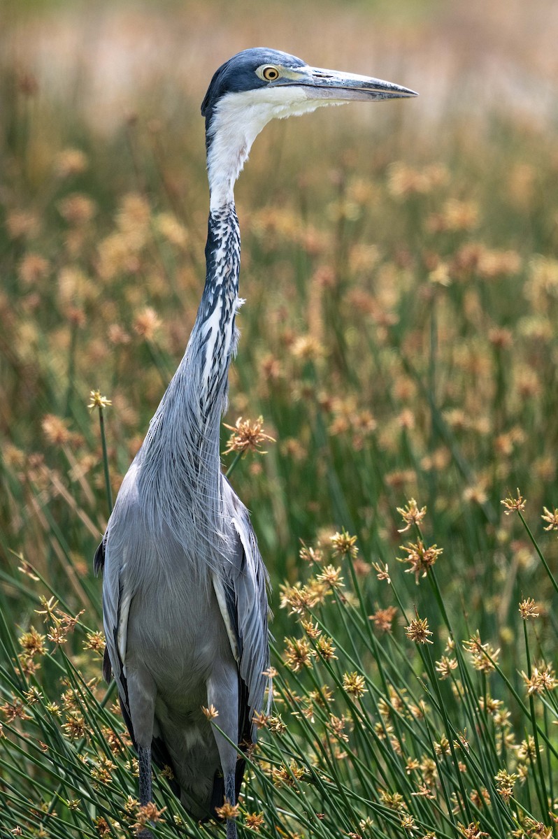 Black-headed Heron - ML643656086
