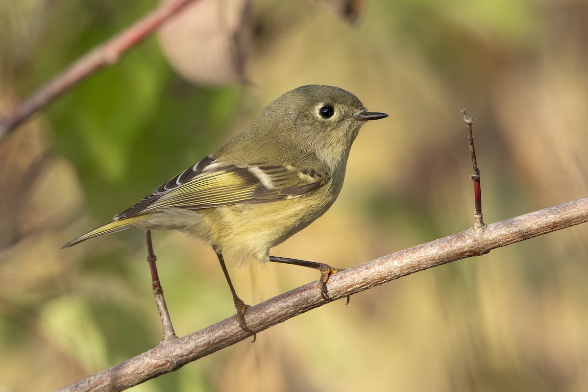 Ruby-crowned Kinglet - ML643656087