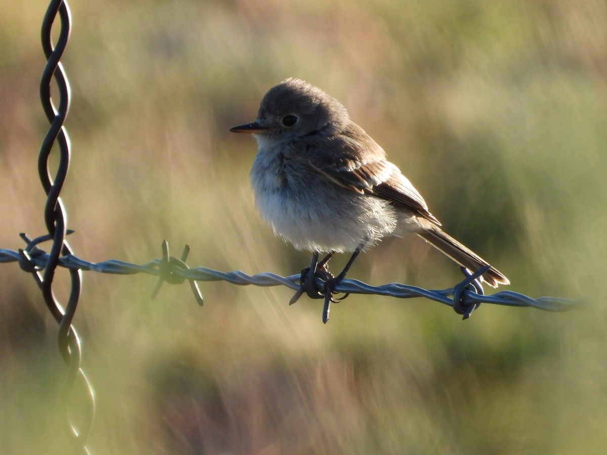 Gray Flycatcher - ML643656090
