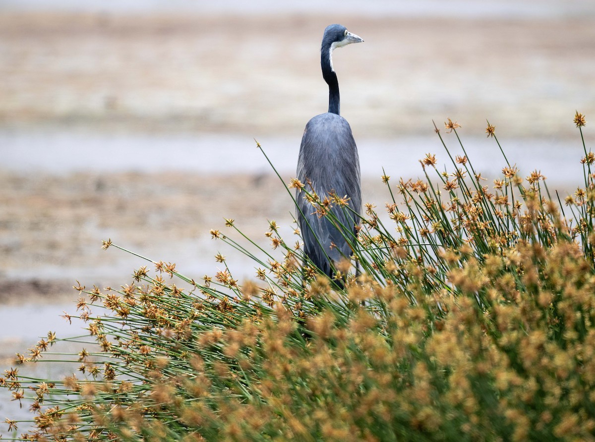Black-headed Heron - ML643656101