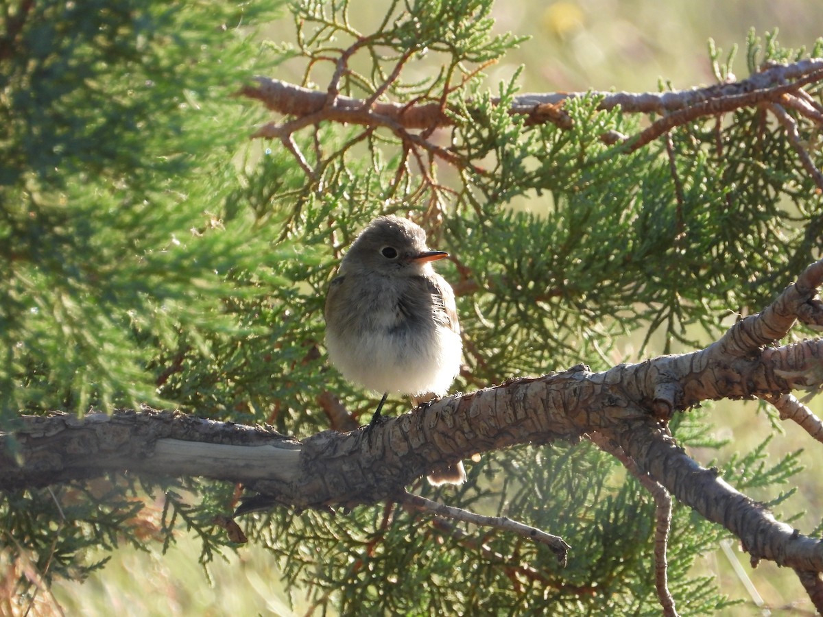 Gray Flycatcher - ML643656137