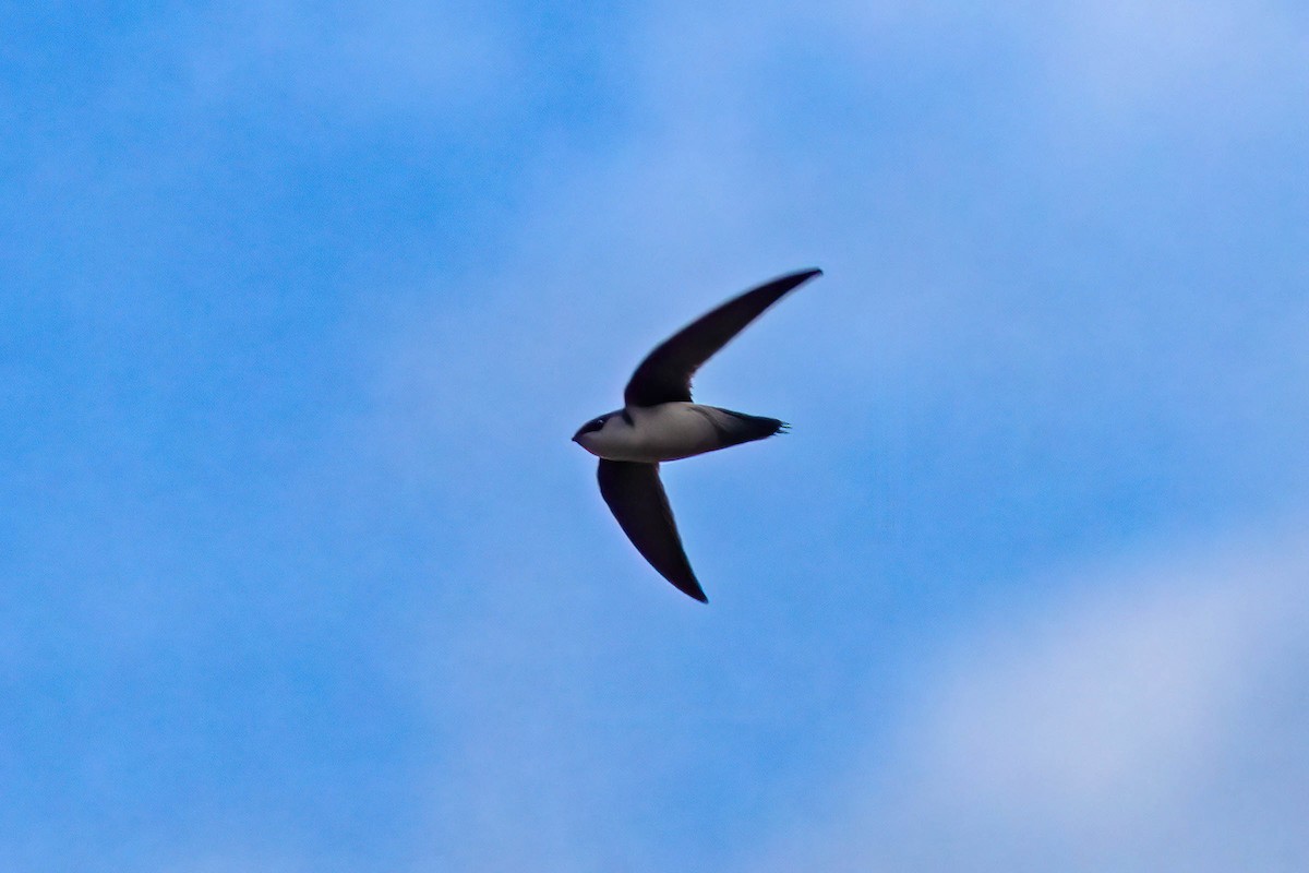 Gray-rumped Swift - ML643656142