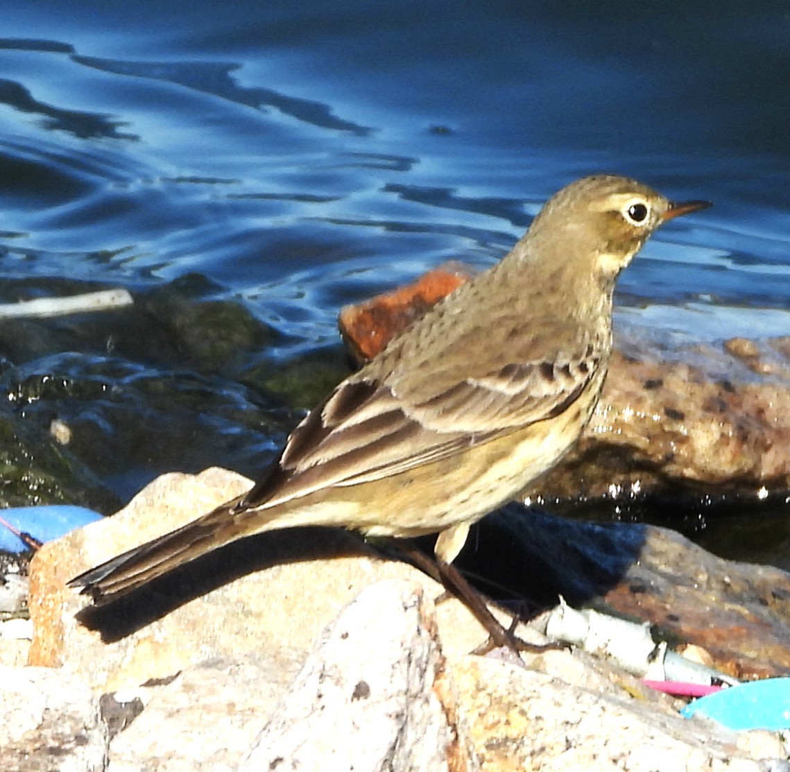 American Pipit - ML643656148
