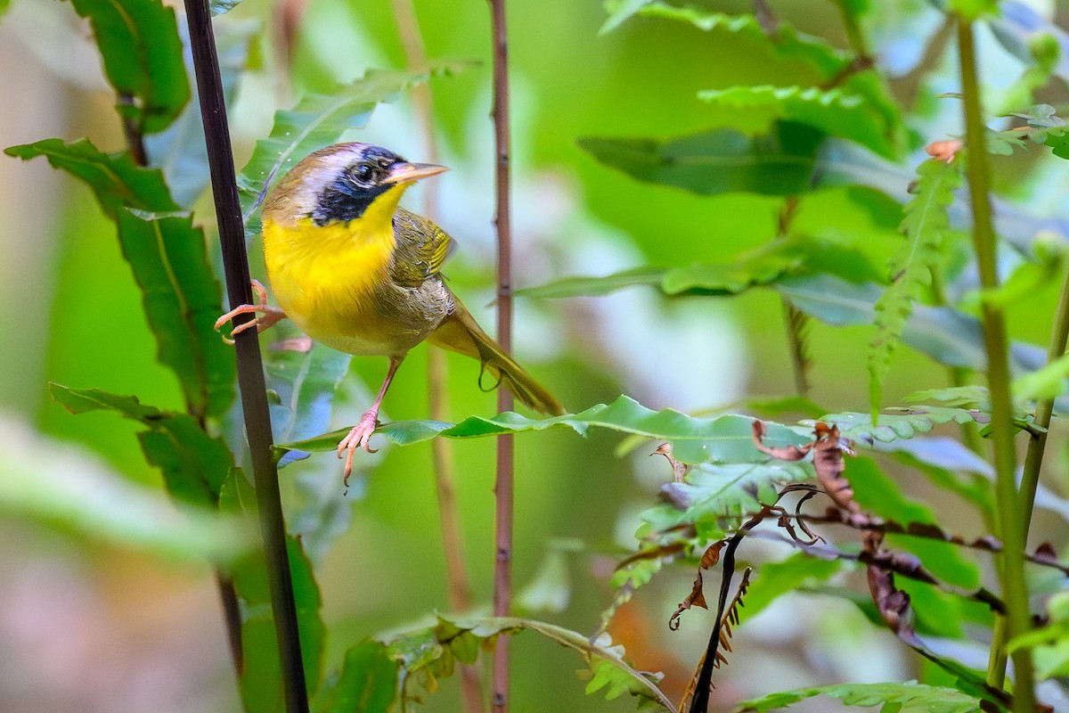 Common Yellowthroat - ML643656159