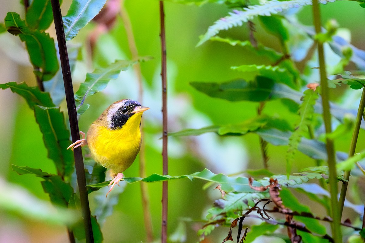 Common Yellowthroat - ML643656160