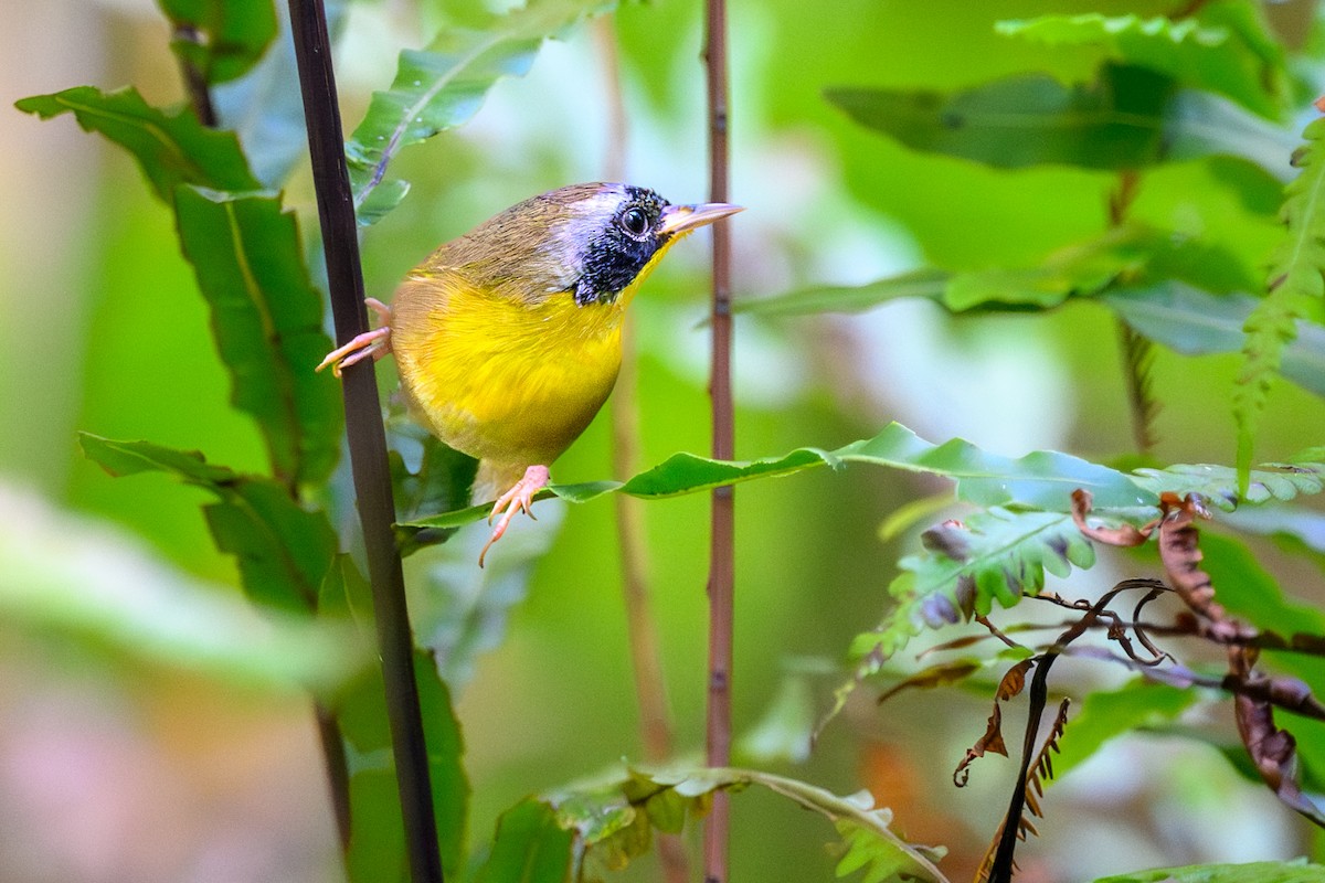 Common Yellowthroat - ML643656161