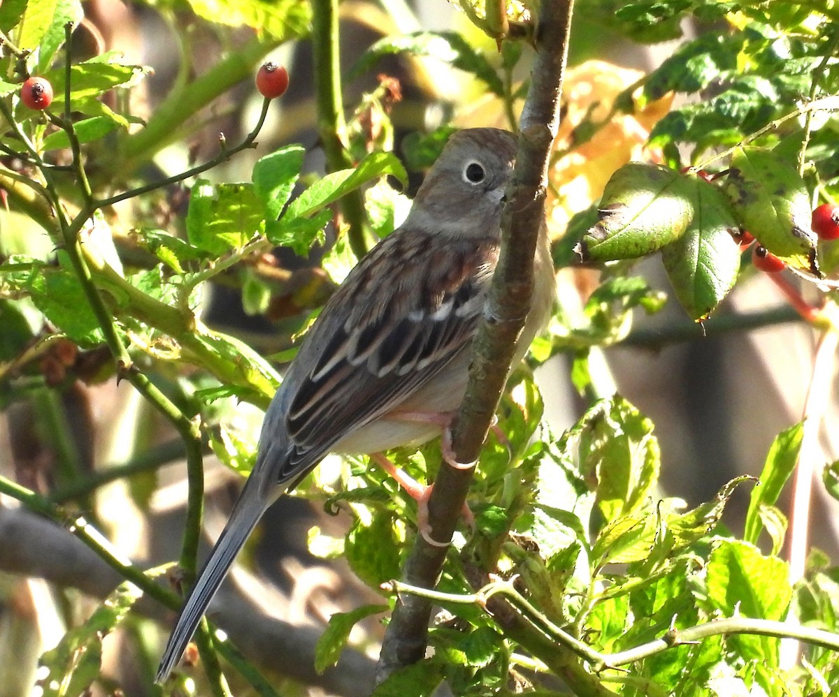 Field Sparrow - ML643656162