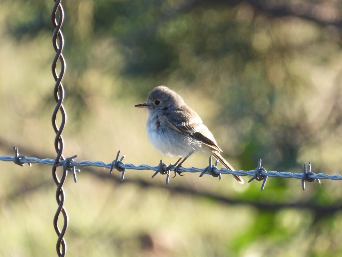 Gray Flycatcher - ML643656166