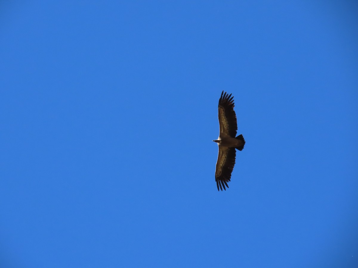 Sai arrea - ML643656174