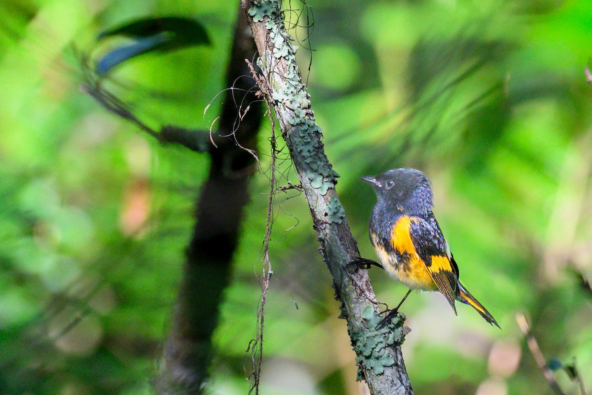 American Redstart - ML643656177