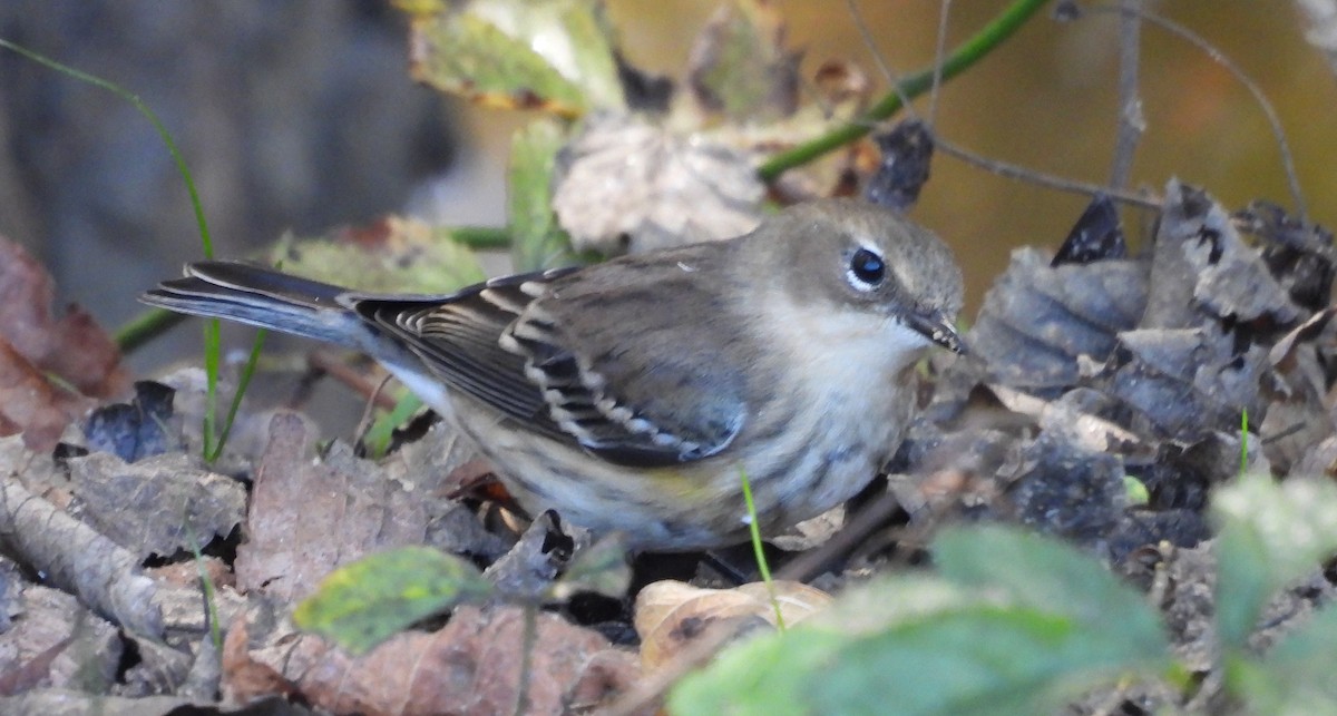 Yellow-rumped Warbler - ML643656182