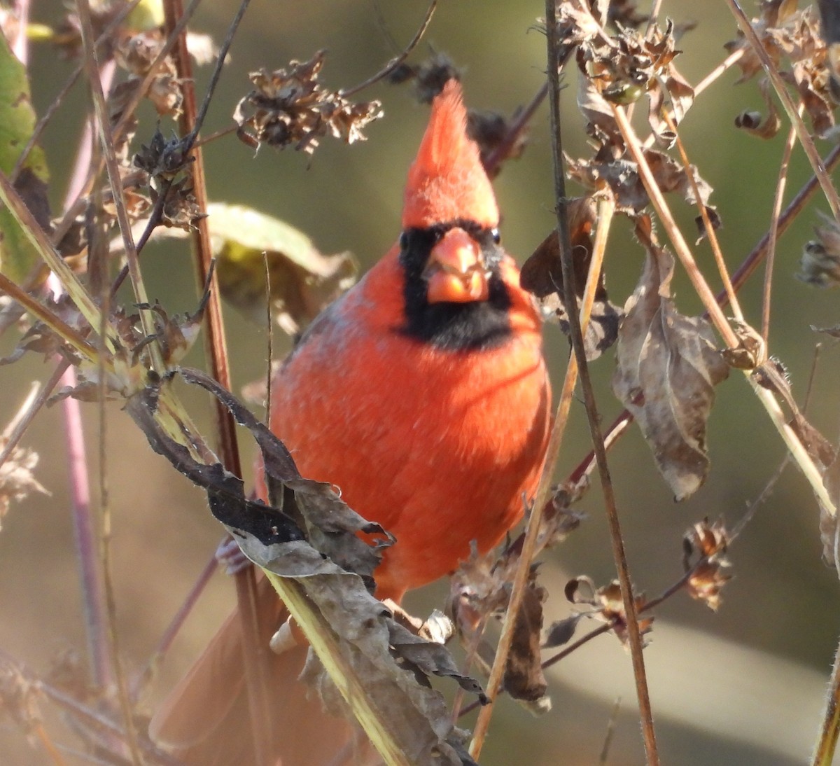 Northern Cardinal - ML643656205