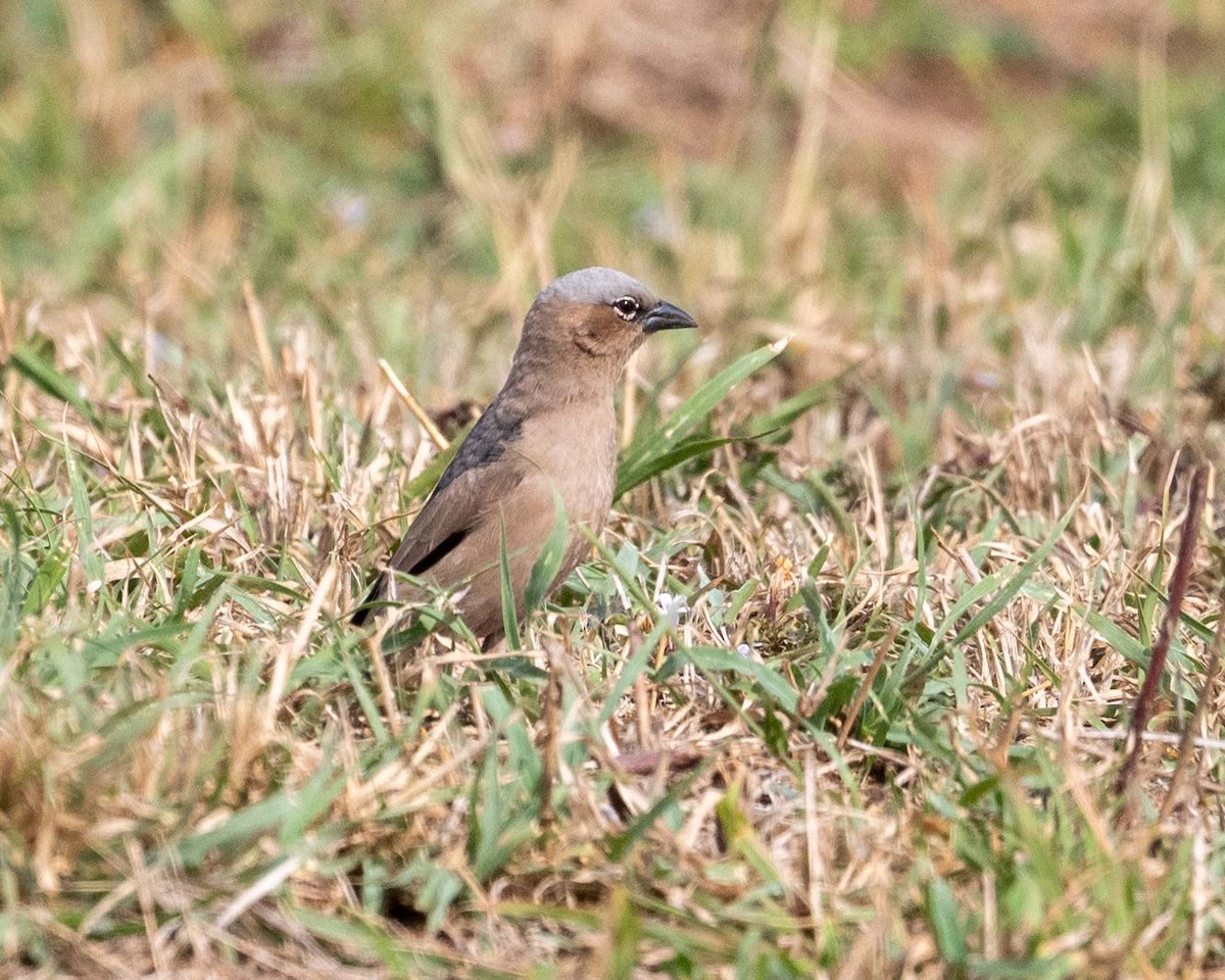 Marmorweber - ML643656229