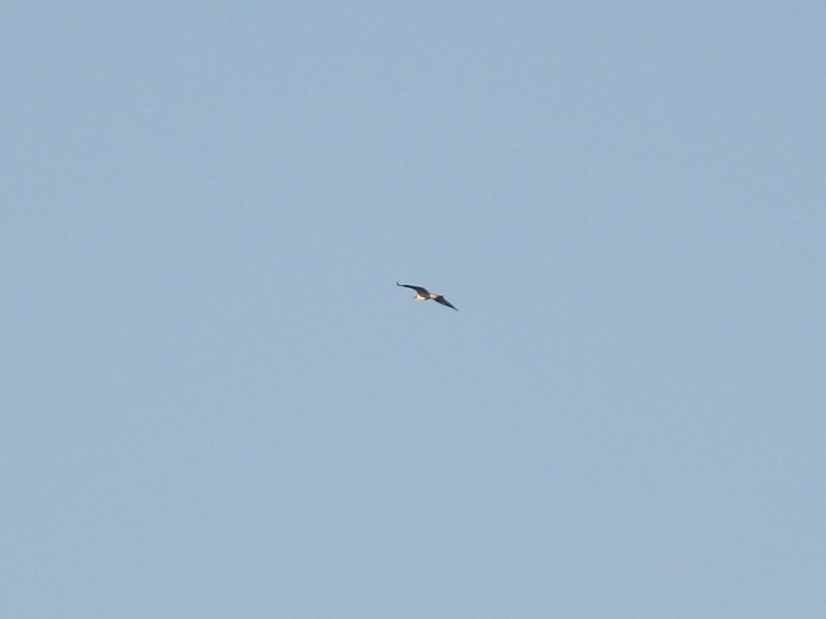 Osprey - ML643656247