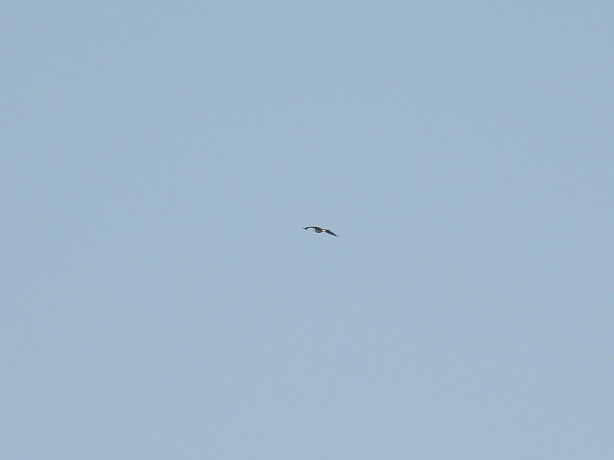 Osprey - ML643656248