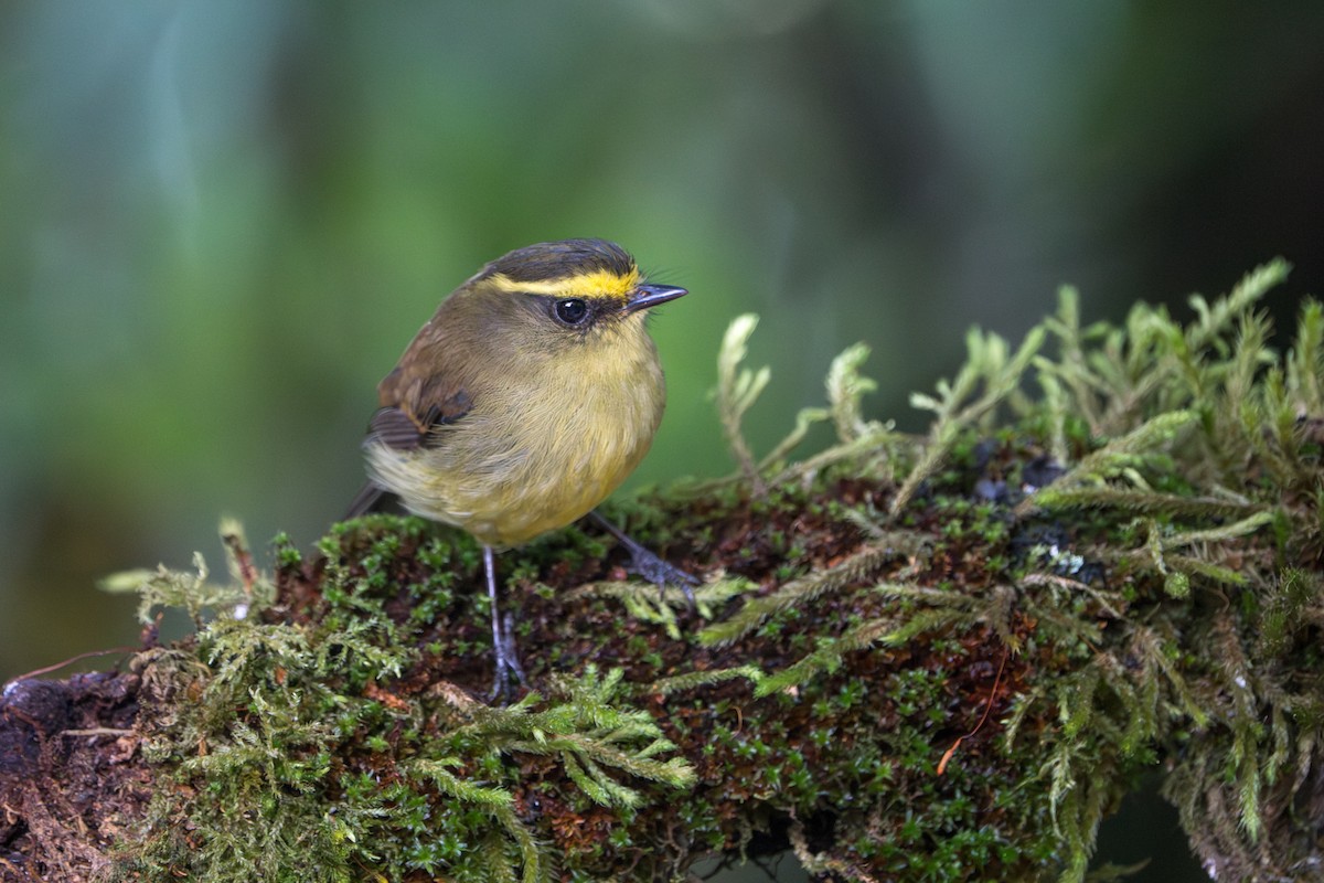 Yellow-bellied Chat-Tyrant - ML643656253