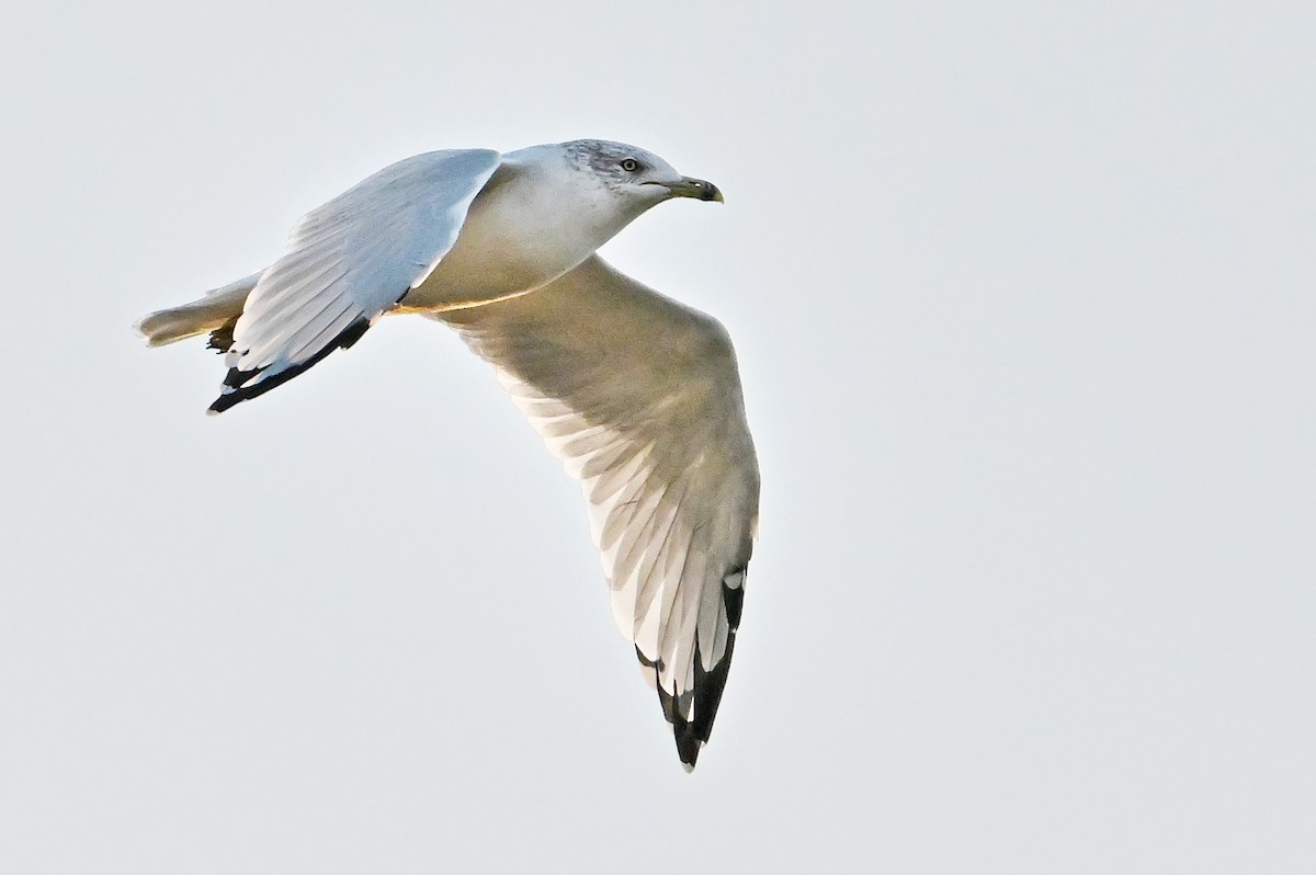 Ring-billed Gull - ML643656259
