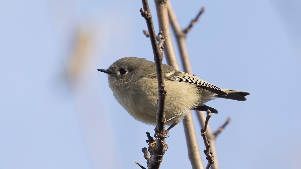 Ruby-crowned Kinglet - ML643656261