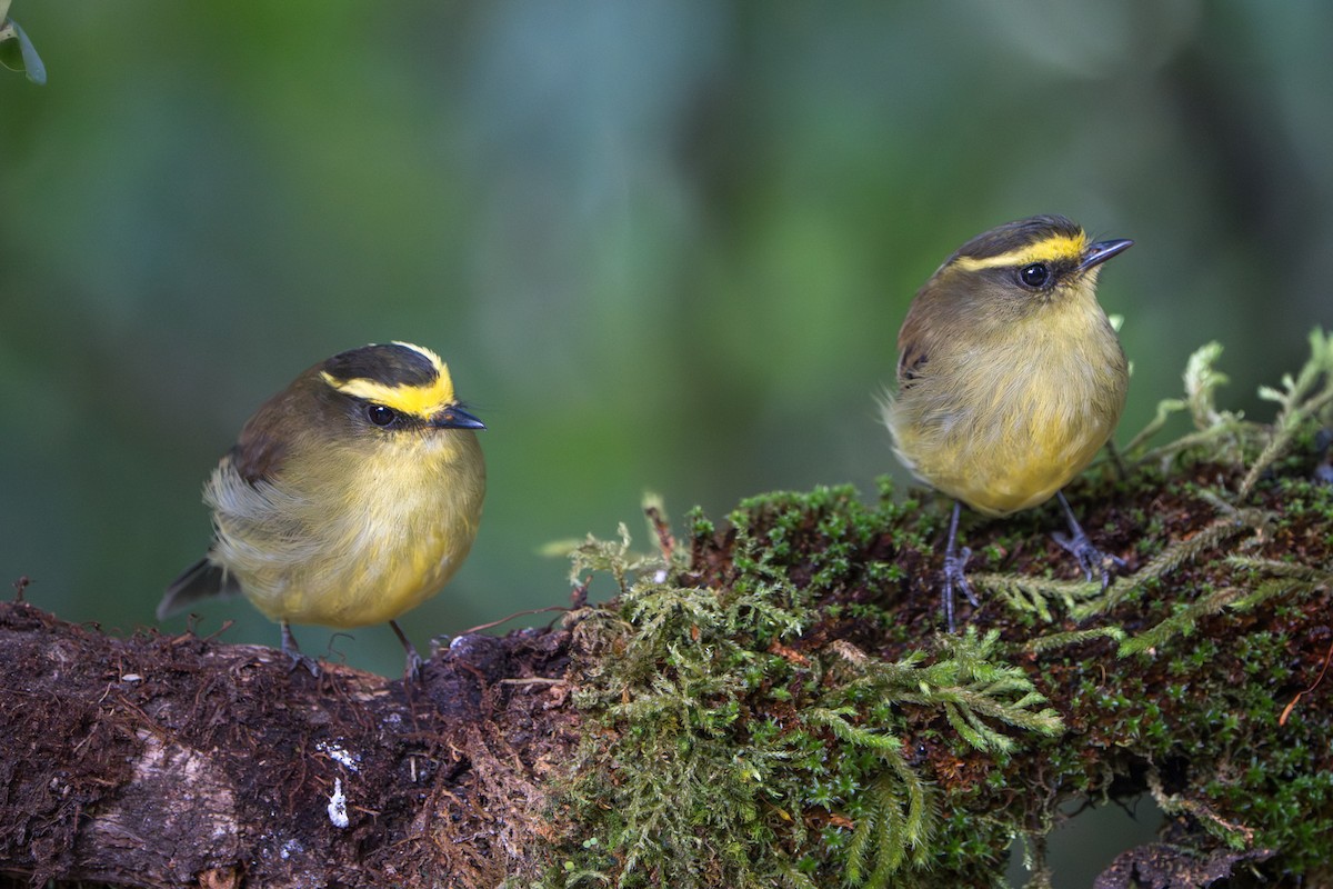 Yellow-bellied Chat-Tyrant - ML643656263