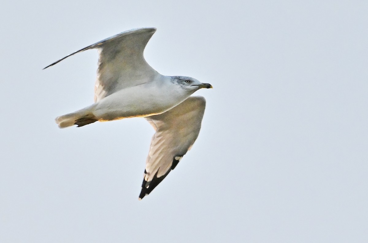 Ring-billed Gull - ML643656264