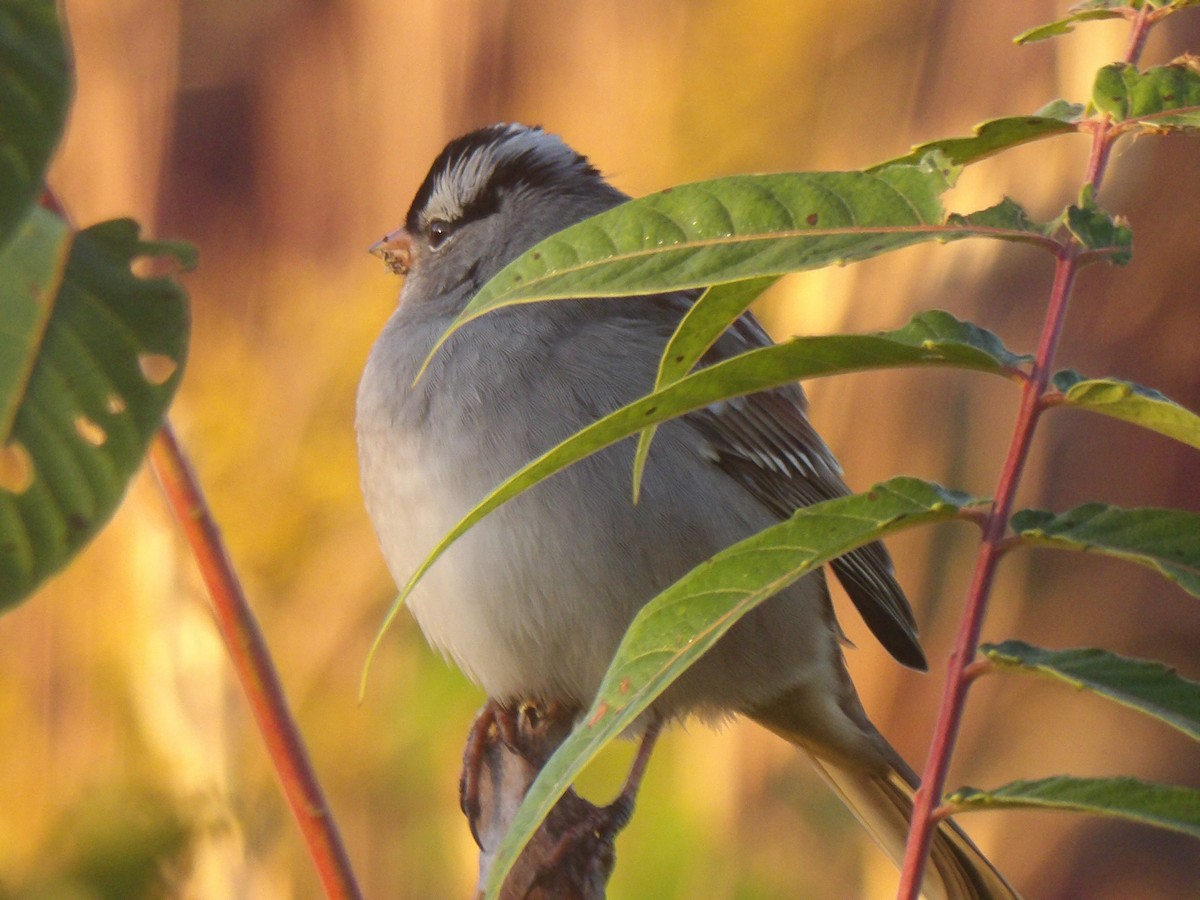 White-crowned Sparrow - ML643656265