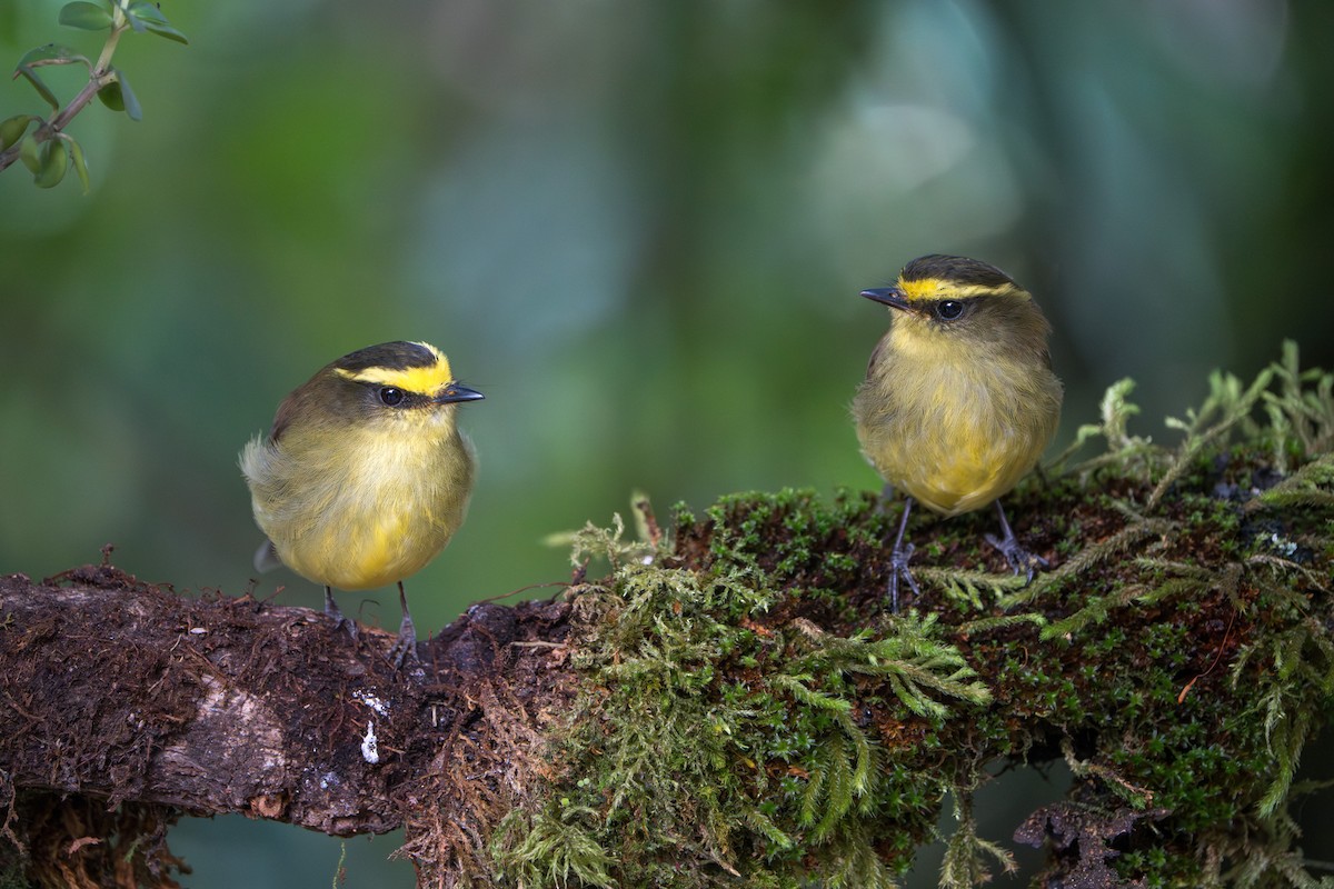 Yellow-bellied Chat-Tyrant - ML643656268