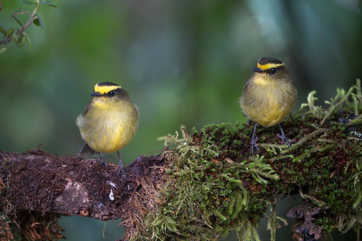 Yellow-bellied Chat-Tyrant - ML643656269