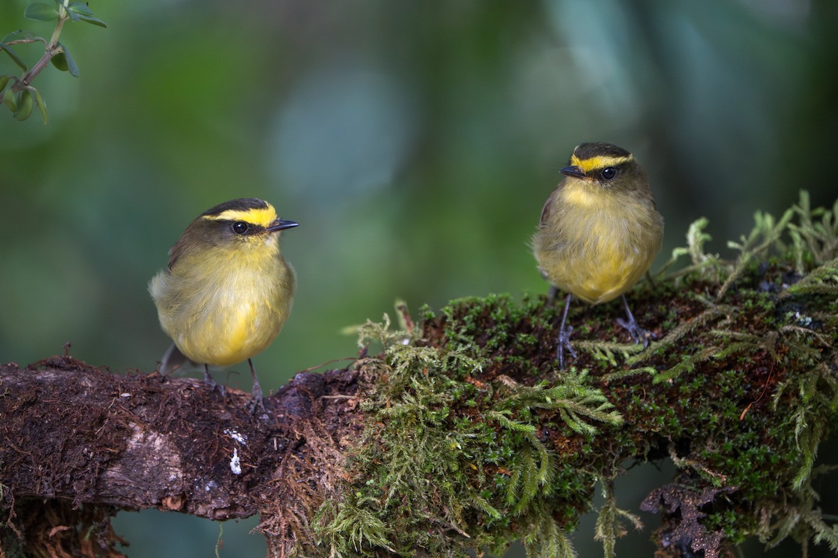 Yellow-bellied Chat-Tyrant - ML643656270