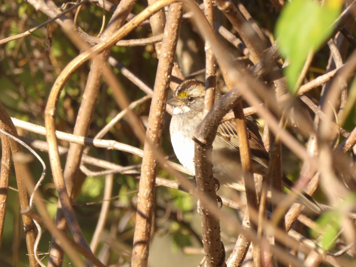 White-throated Sparrow - ML643656272