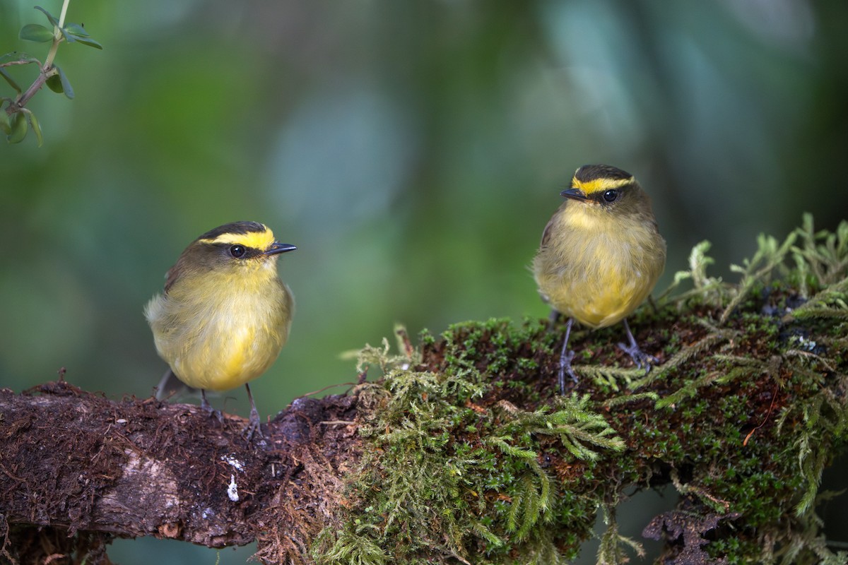 Yellow-bellied Chat-Tyrant - ML643656273
