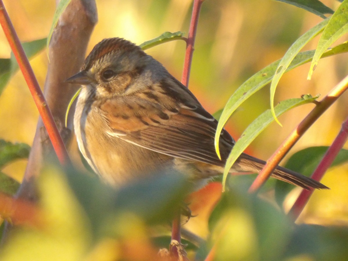 Swamp Sparrow - ML643656281