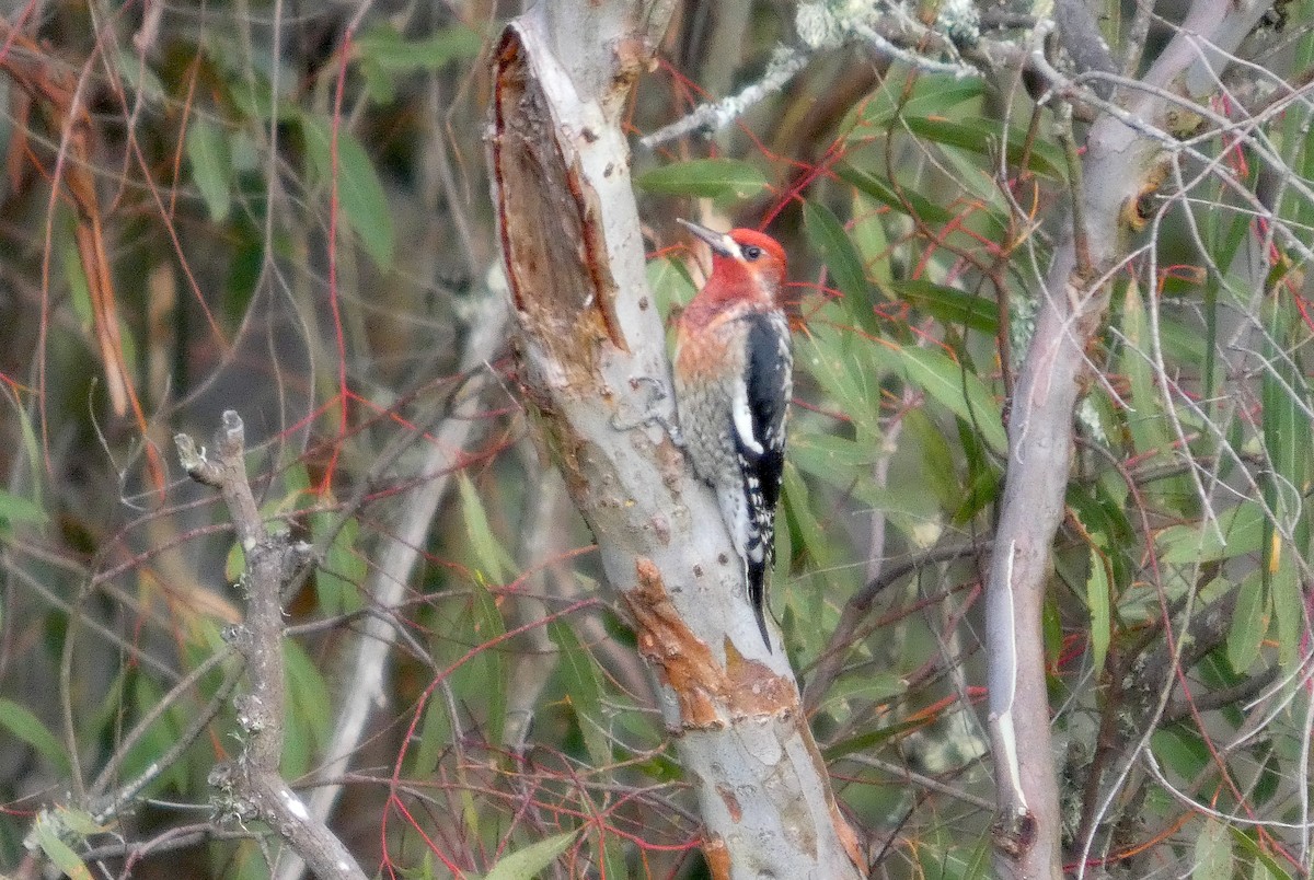 Red-breasted Sapsucker - ML643656282