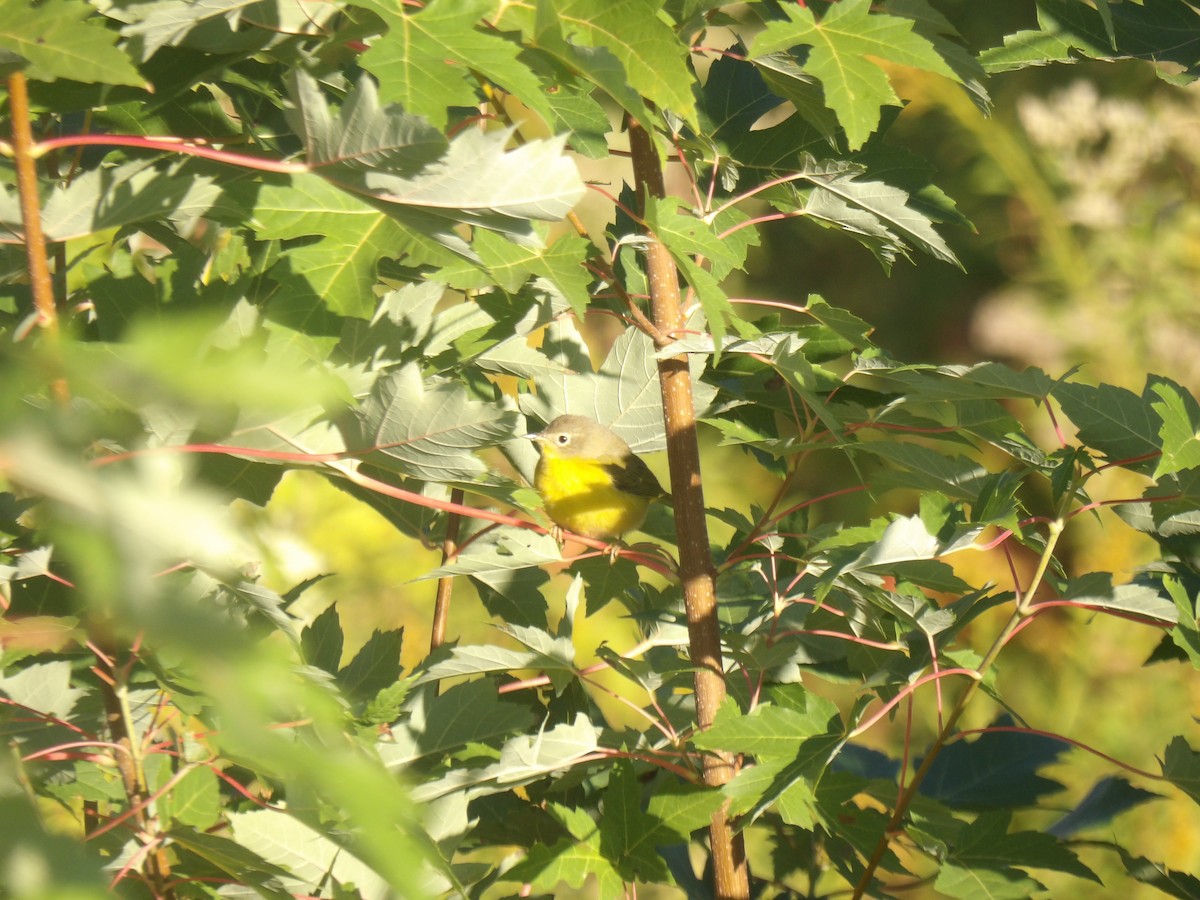 Nashville Warbler - ML643656290