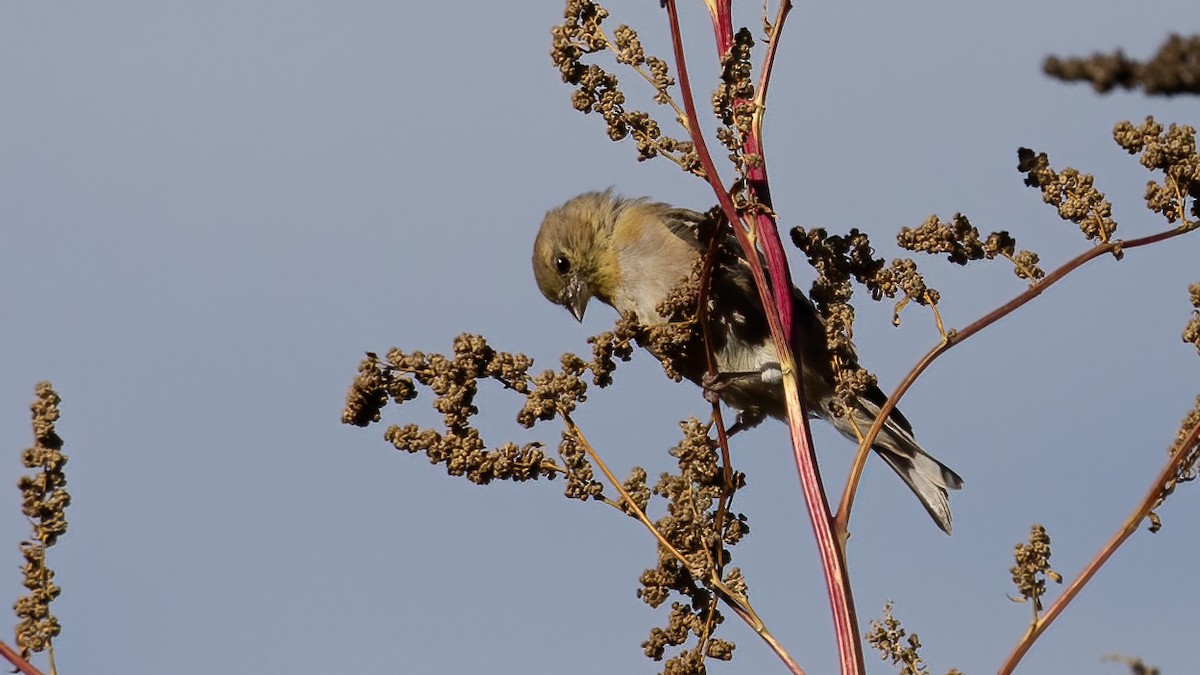 American Goldfinch - ML643656327
