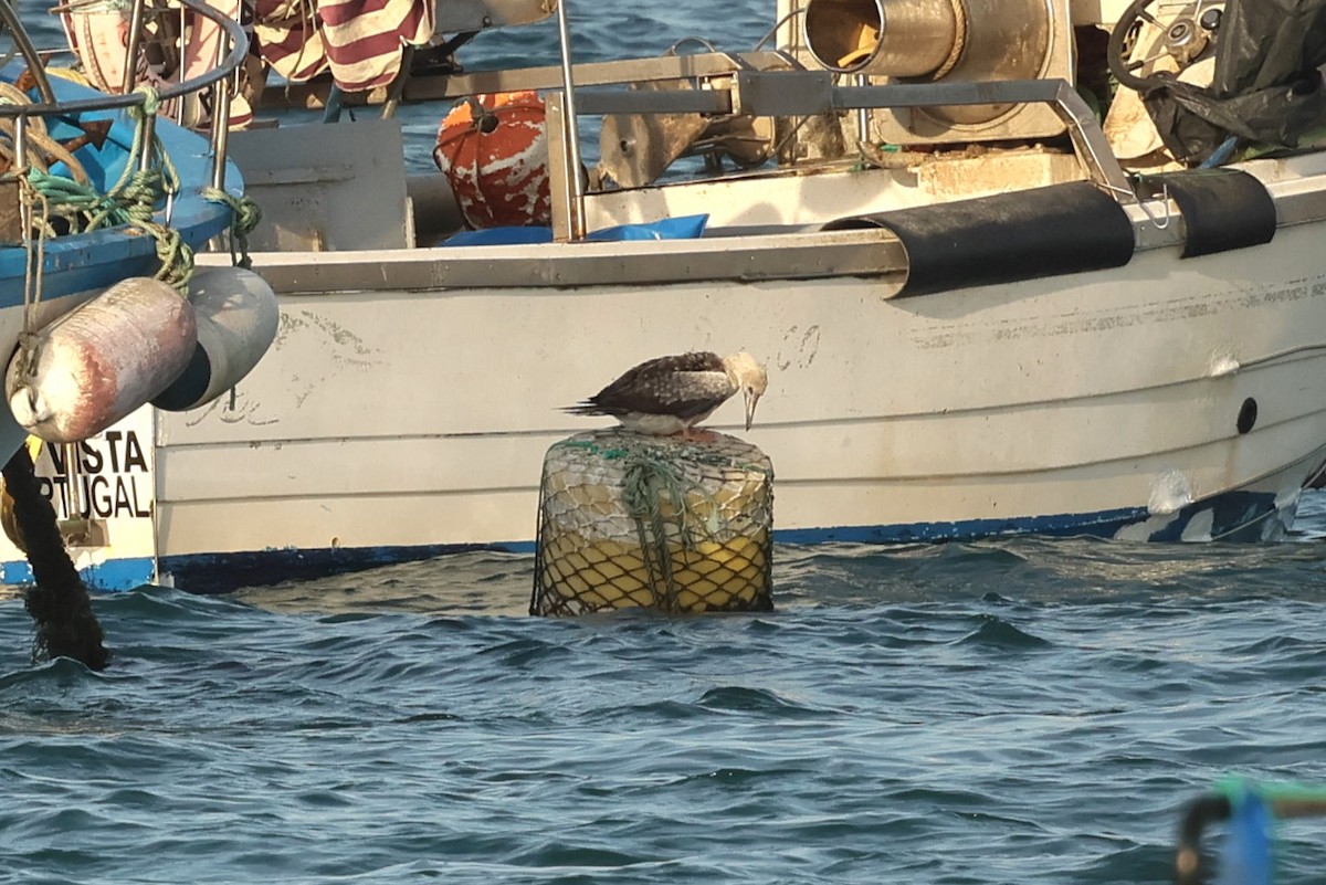 Red-footed Booby - ML643656342