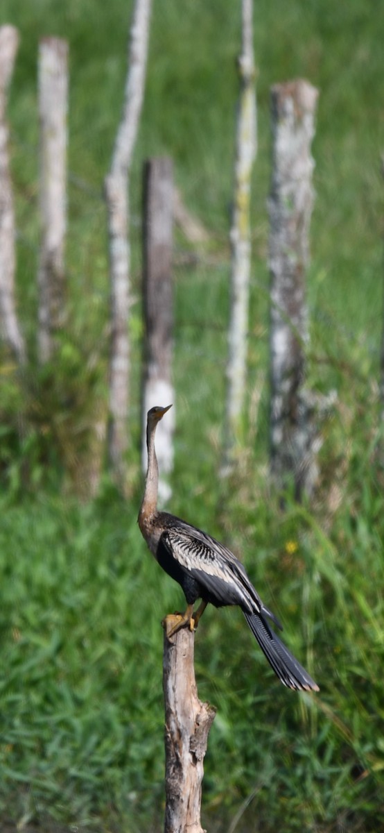 Anhinga - ML643656347