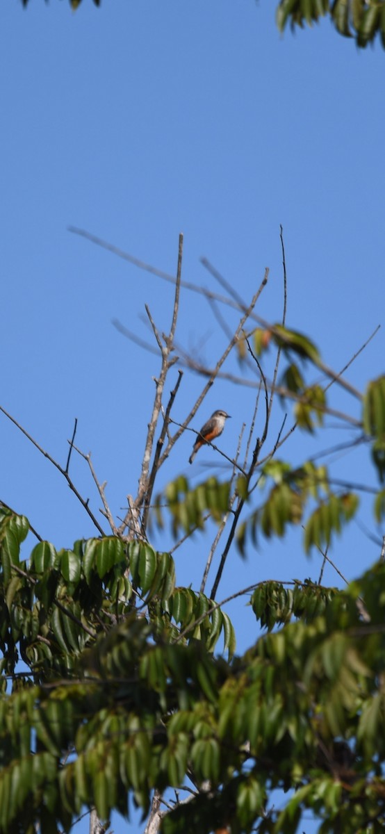 Vermilion Flycatcher (Northern) - ML643656369