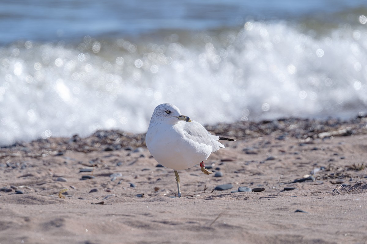 Ring-billed Gull - ML643656384