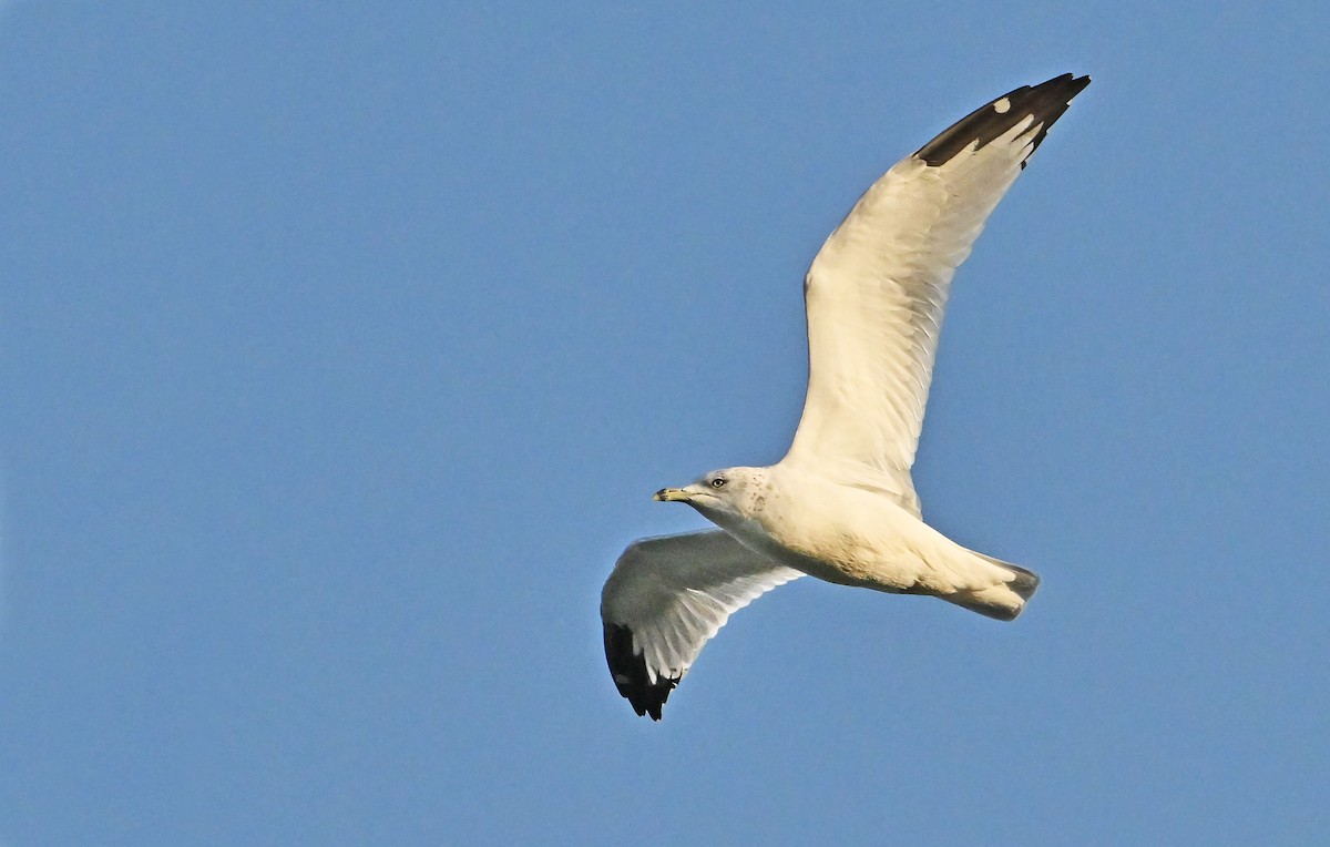 Ring-billed Gull - ML643656392