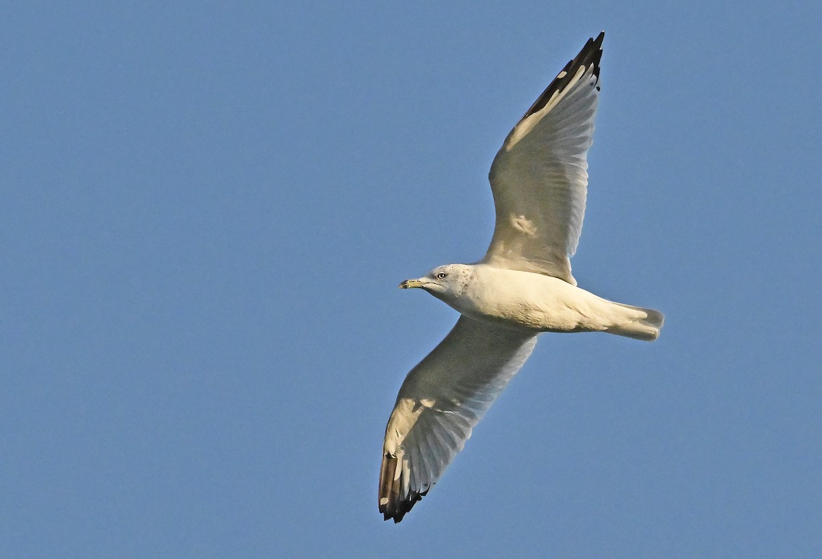 Ring-billed Gull - ML643656394