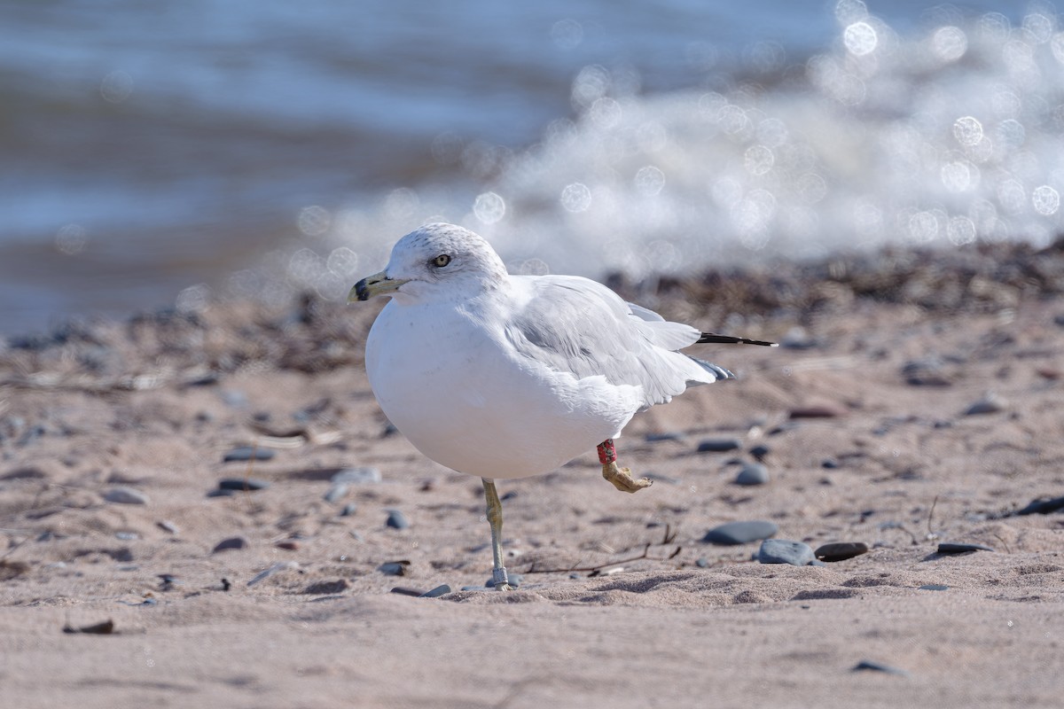 Ring-billed Gull - ML643656400